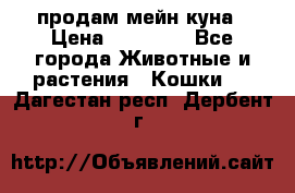 продам мейн куна › Цена ­ 15 000 - Все города Животные и растения » Кошки   . Дагестан респ.,Дербент г.